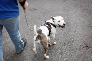 Battersea Dogs Home Attempt To Rehome Abandoned And Stray Dogs