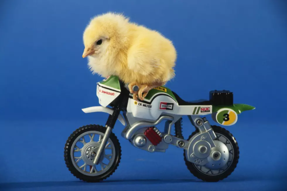A Chicken on the Run in the U.P. is Finally Apprehended