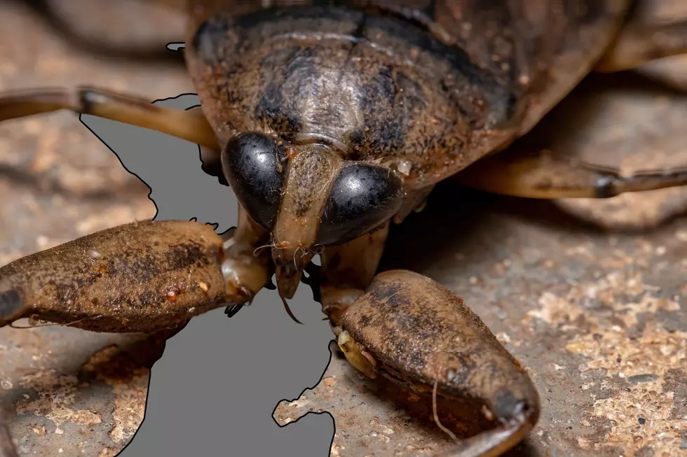 The 'Toe Biting' Giant Water Bug: Michigan's Largest Insect