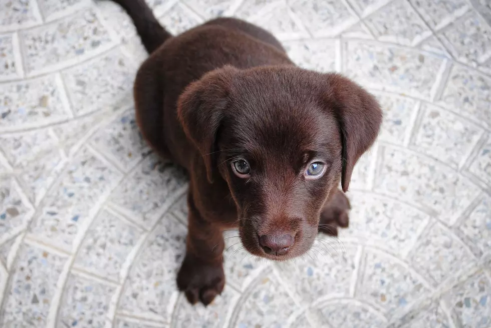 Simple Things You Can Do This Week To Save Animals In Mid-Michigan