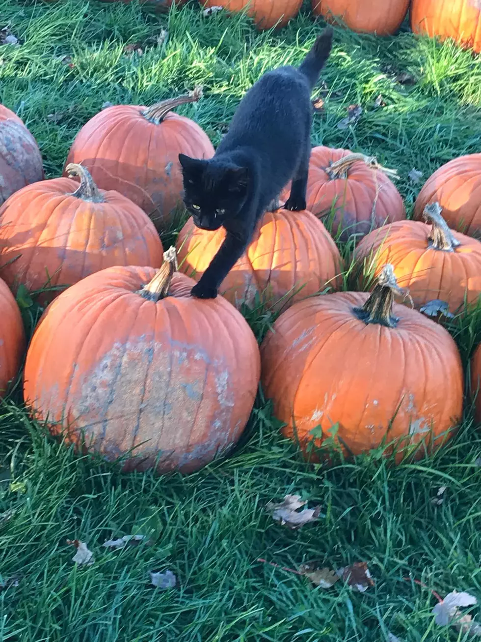 Black Cat Pumpkins Deb Hart Photo