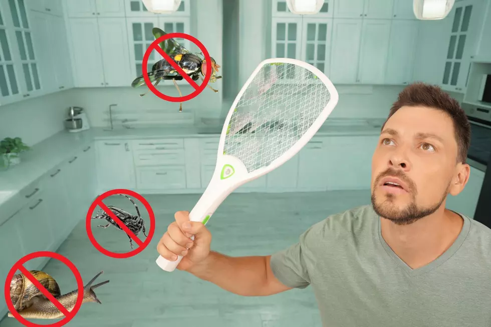 Dangerous Bugs You Should Squish Immediately If You See Them in Michigan