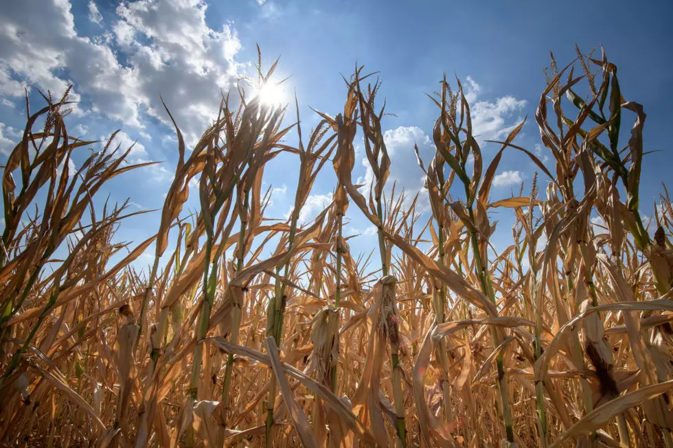 Reward Offered For Info on Scrap Metal Found in Michigan Corn Field